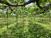 sumiさんの日の出農園/なし・ぶどうの投稿写真2