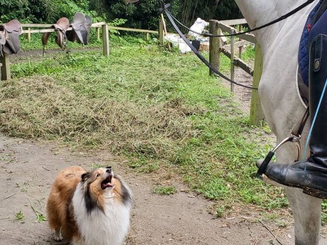 馬場で働く馬を見上げる看板犬。かわいい!_館山ライディングパーク