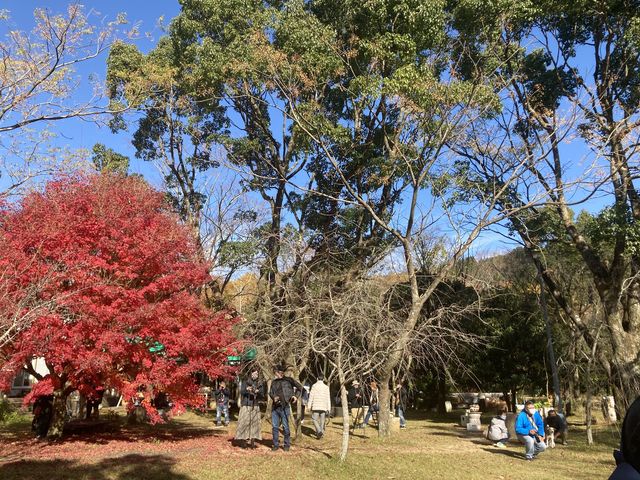 秋はもみじなどの紅葉が楽しめます。_Gallery Art Amane