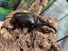 カワスイ 川崎水族館の写真1