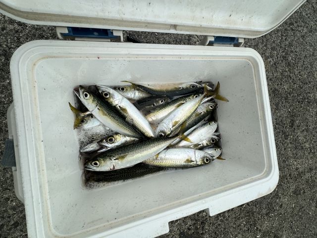 小さい魚がたくさん釣れました。_武庫川渡船バーベキュー広場/尼崎運河クルーズ