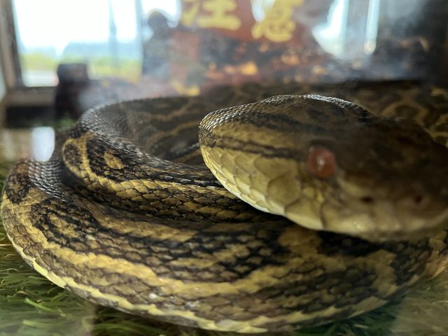ハブ、おとなしい_原ハブ屋奄美