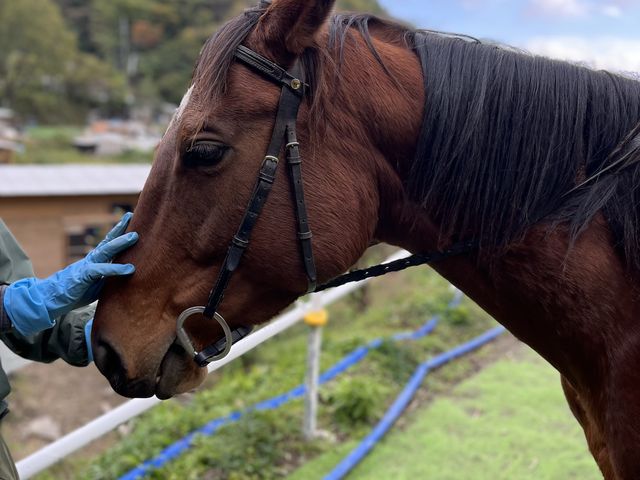 大人しいお馬さん_生駒ホースランド