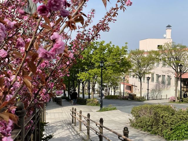 八重桜が咲いてました。_函館の坂道 八幡坂・基坂