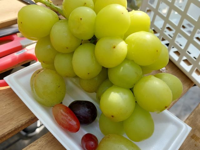 お皿にいっぱいシャインマスカット♪秩父ルビーや他の葡萄も試食させていただきました!_ぶどう工房OIKOS