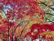 なっちゃんさんの見晴公園(香雪園)の投稿写真1
