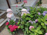 なっちゃんさんの大滝山福生寺西法院の紫陽花の投稿写真2