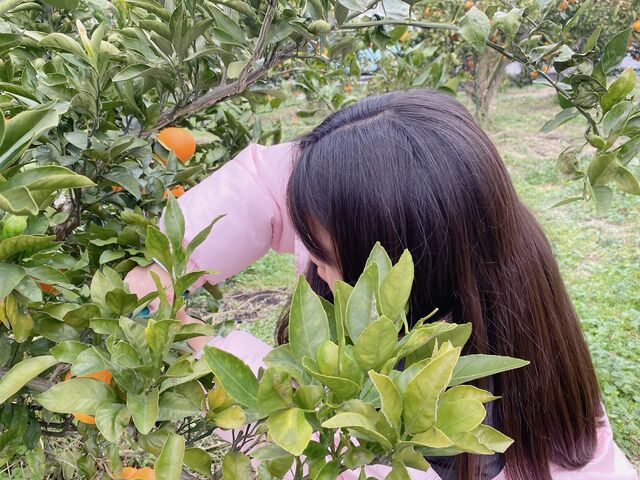 大好きなみかんに夢中な子供_モナの丘