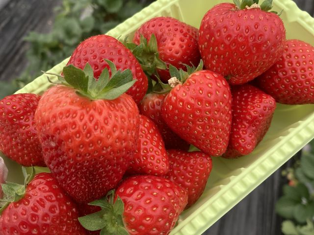 とがったきれいないちごより、変形の方が美味しいです_58ロハスクラブ