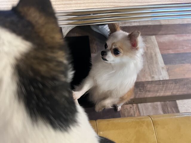 ワンちゃんたちがとっても近くにきてくれました。ごはん大好き(笑)_小動物カフェ はなはな