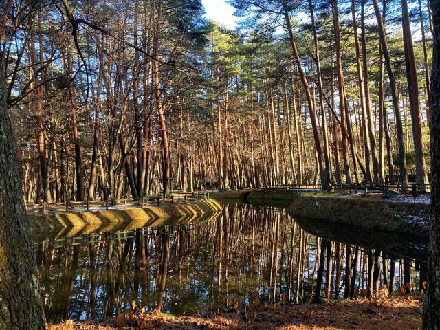 諏訪の森自然公園 富士パインズパーク_諏訪の森自然公園 富士パインズパーク