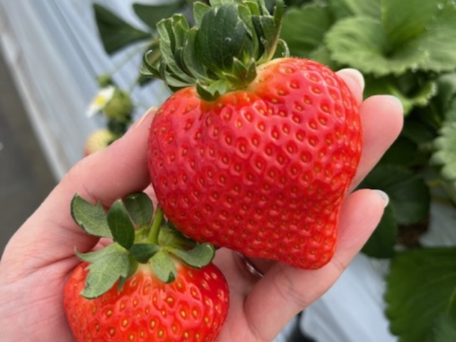 大きいものや甘いものいろいろありました_合志百花園ファーム