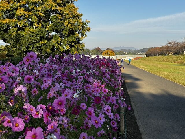 urahihcさんの多摩川中央公園の投稿写真1