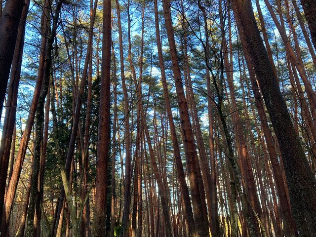 諏訪の森自然公園 富士パインズパーク_諏訪の森自然公園 富士パインズパーク