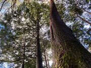 ウッキーさんの諏訪の森自然公園 富士パインズパークの投稿写真1