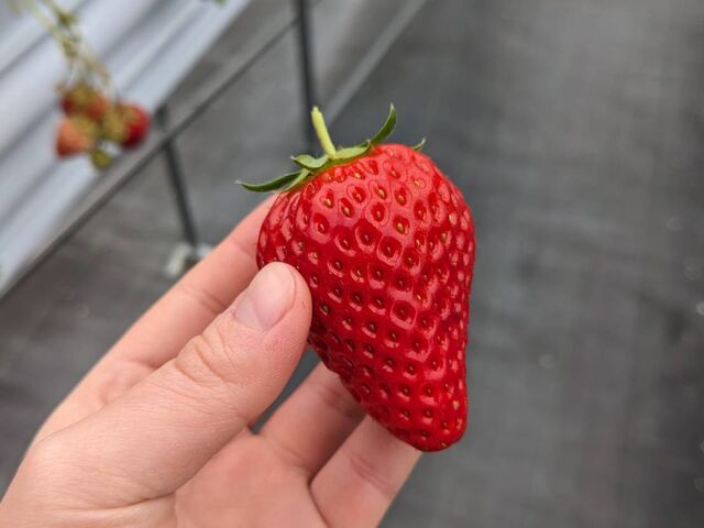 甘くて大きないちご_Sekiyado Berry