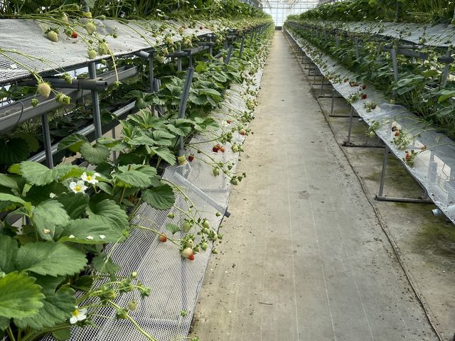 食べれる苺がない。_鳥栖ベリーフォレスト
