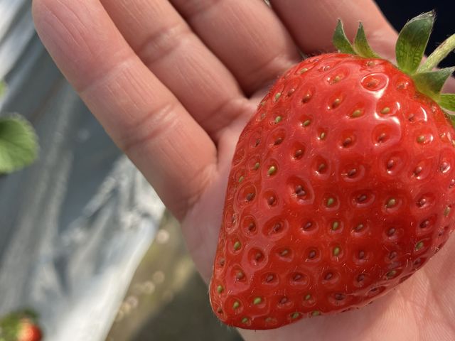 おっきくて甘くて美味しい!_ひのでファーム