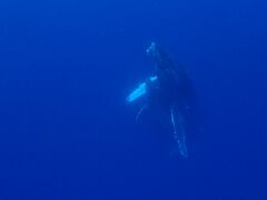 ダイビングショップBLUEZONEの写真1