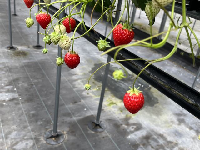 大きないちご_小林いちご園