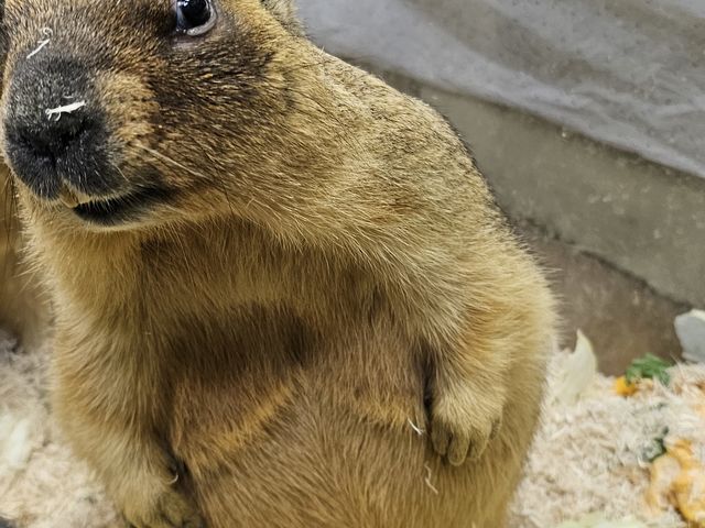 立ったマーモットが見れました!_うさぎさん