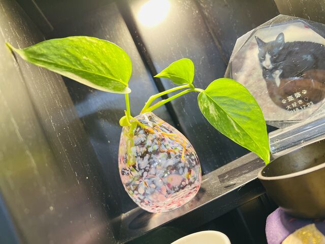 小さなお仏壇に飾る為に小さめの一輪挿し
サイズや形もイメージに合う作り方を丁寧に教えてくれました_三田市ガラス工芸館