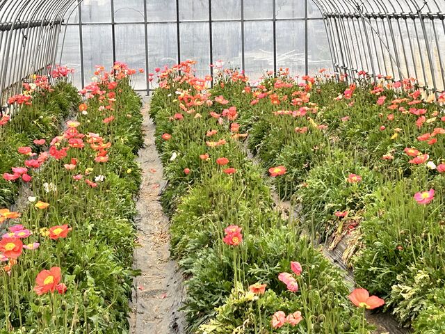 ポピーの花摘みもサービスしてくれました_広口苺園