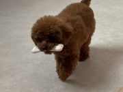 やんやんさんのMicro Tea Cup Cafe 浅草店の投稿写真1