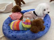 やんやんさんのMicro Tea Cup Cafe 浅草店の投稿写真2