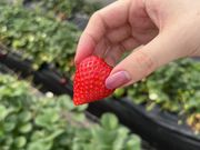 はなさんのJAはが野 益子観光いちご団地の投稿写真1