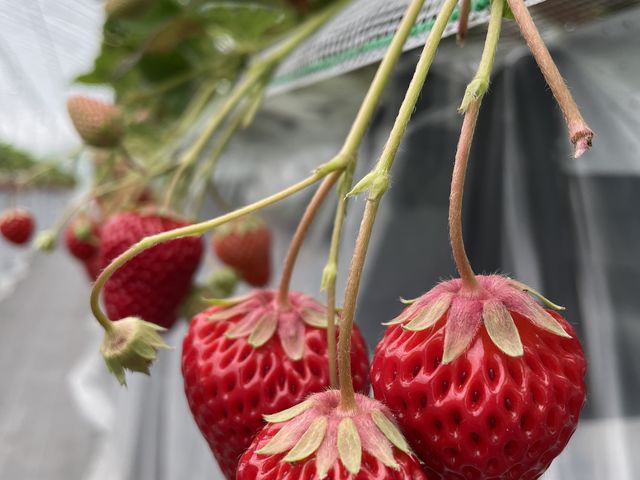 紅ほっぺ_りゅうちゃんのいちご狩り