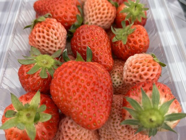 好きないちごを購入して帰れるよ_周年観光農園エコファームうちこ