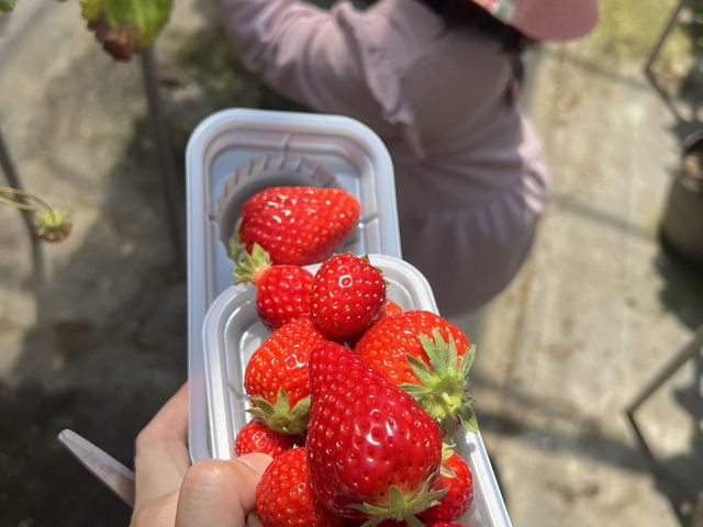 小さくても真っ赤なのが本当に甘かったです。_苺ファームべりふる