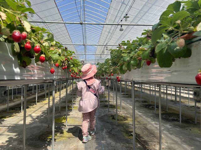 子どもでも歩きやすくて手に取りやすい高さでした。_苺ファームべりふる