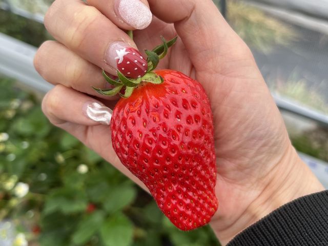 甘くて美味しいイチゴです_いちご松