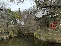 忍野八海の写真2
