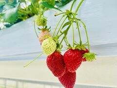 ゆきさんのかぐや農園への投稿写真1