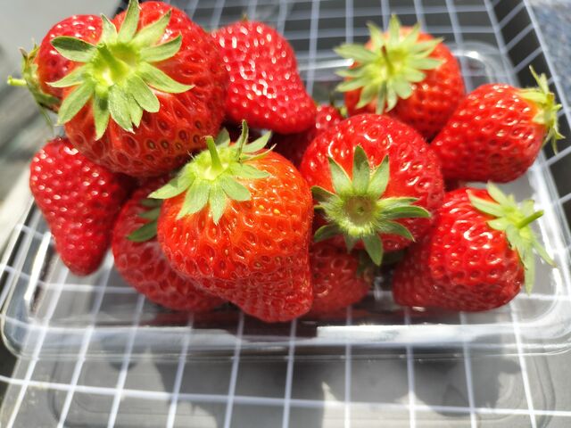 堪能できます_小林農園
