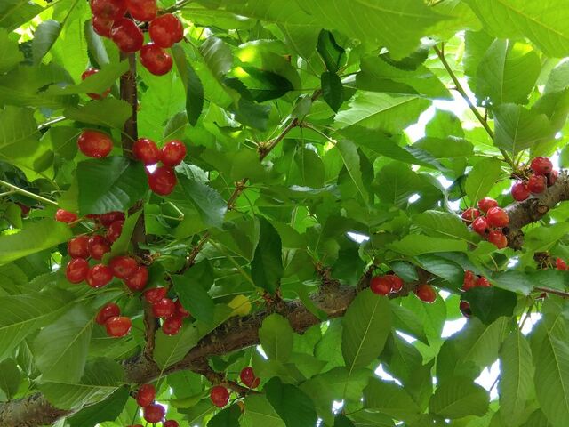 桜の木の下から見上げると幸せいっぱい_きよし∞のうえん
