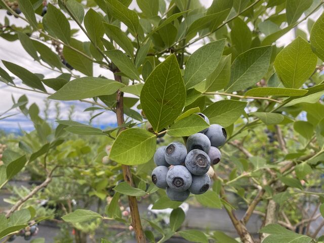 大粒で甘い!_浅井農園