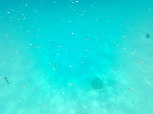 細かい魚_シーフレンド