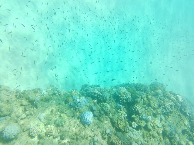 メダカみたいな魚_シーフレンド