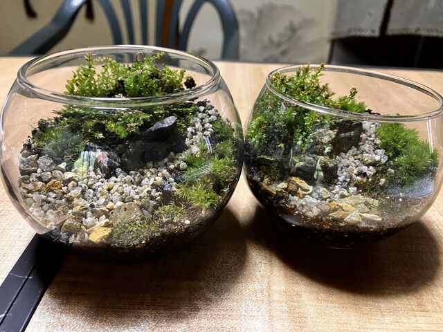 完成
先生と並べて撮影_苔リウム工房猪名川