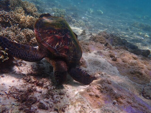 遭遇しまウミガメ_PolePolemarine385