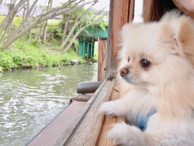 周りから手を降ってもらって、ご機嫌でした。とてもいい経験させていただきました。(*^▽^*)_八幡堀めぐり