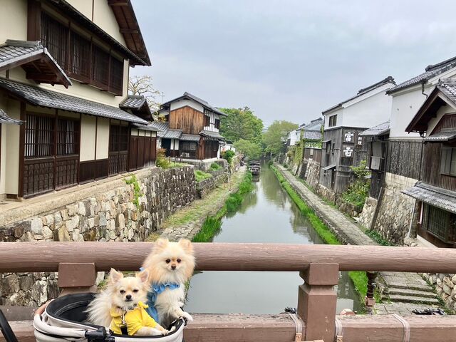 八幡堀めぐり。遠くに見えてる所が乗船場所です。ワンコマナーパンツ着用。お膝の上なら無料です。_八幡堀めぐり