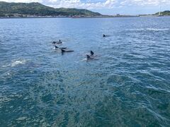 中村さんのイルカウォッチング受付予約センターへの投稿写真1