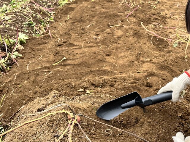 掘りやすい様にツルが整備されていました_芋掘り観光 山田園