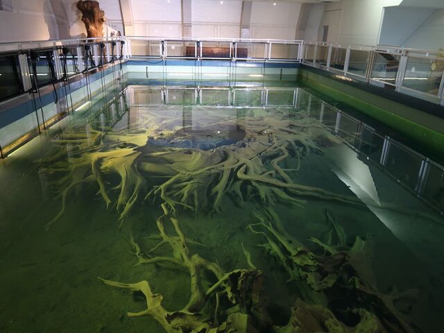 ひでちゃんさんの魚津埋没林博物館の投稿写真1