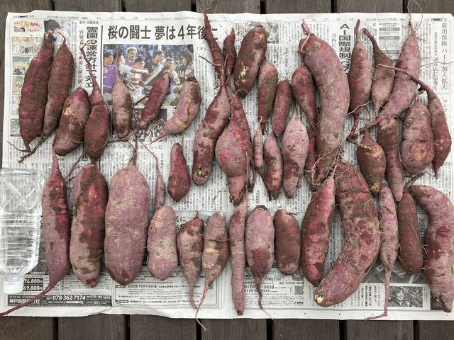 6株分!_岡田農園